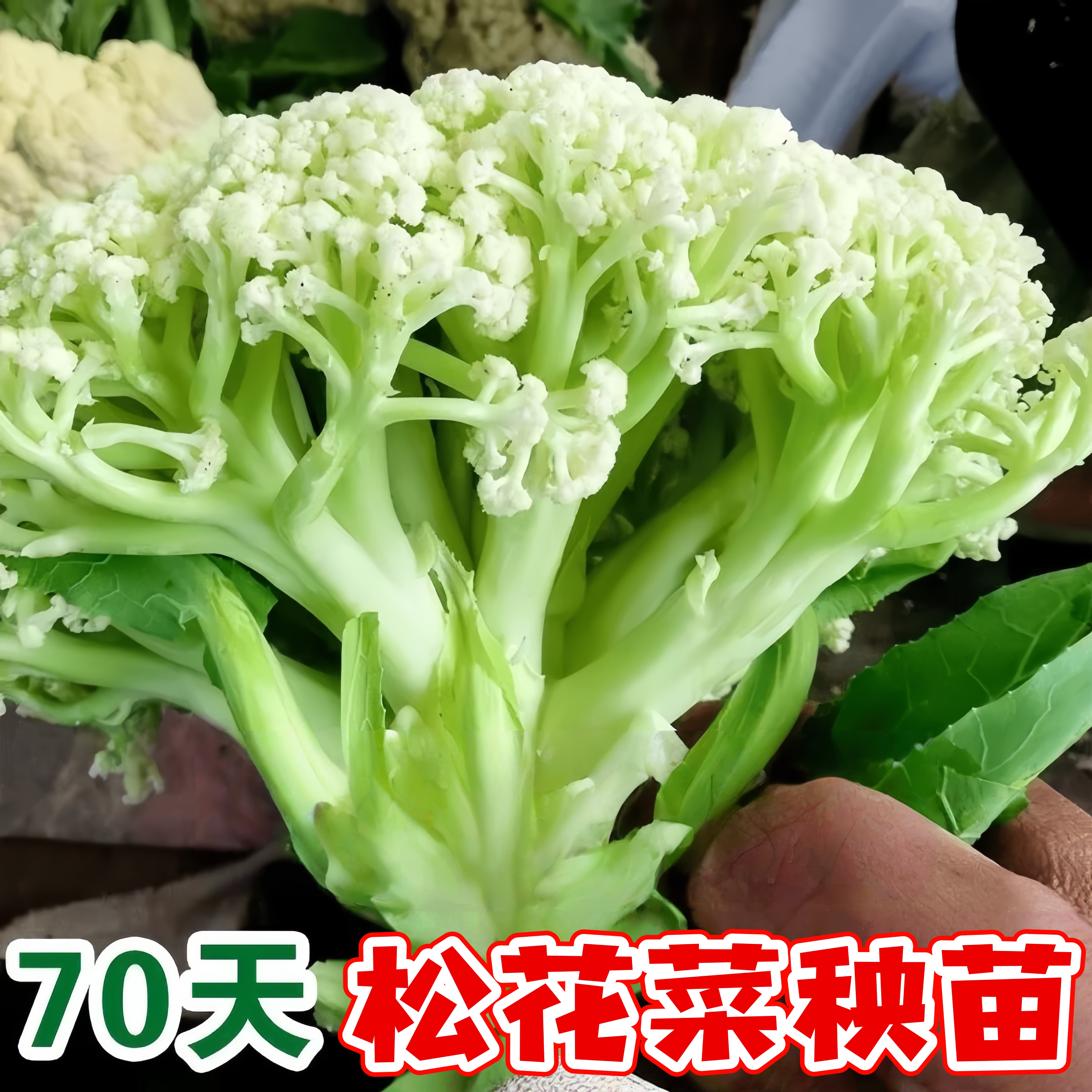 青梗有机松花菜秧苗散花白色有机花椰菜高产耐寒耐湿菜四季蔬菜秧
