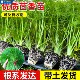 新鲜茴香苗带根秧苗根苗老品种茴香种子盆栽四季 通用球茎种蔬菜苗