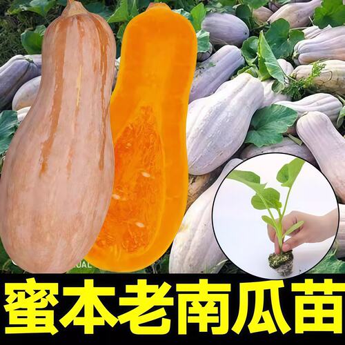 老品种密本南瓜苗秧苗高产抗病易成活粉苗甜糯板粒绿贝贝南瓜种子