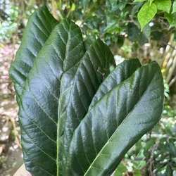 新鲜福清一都枇杷叶 现摘新鲜琵琶叶500g全国大部分包邮