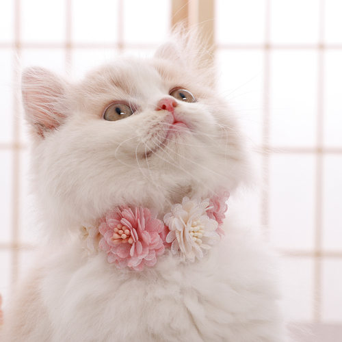 宠物项圈花朵饰品小猫项圈