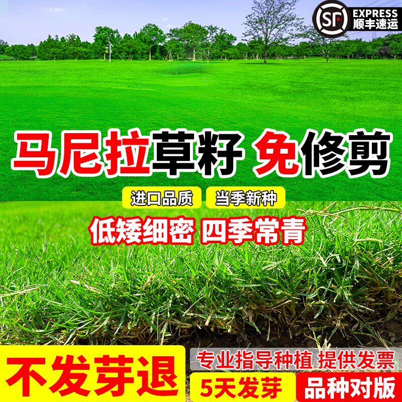 草坪马尼拉草籽四季常青草皮真草家庭园艺种子