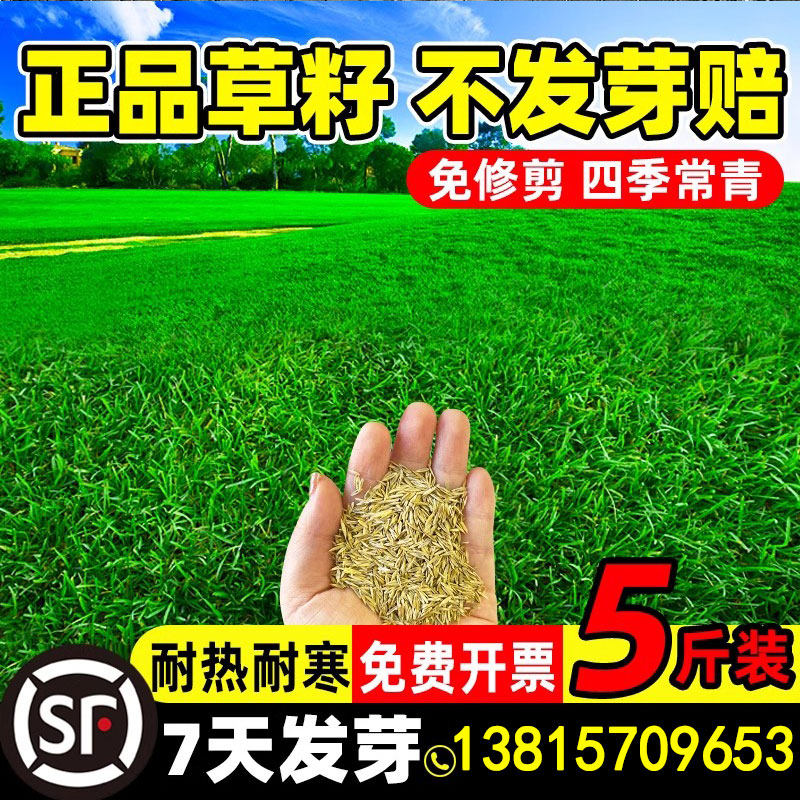 草坪草籽四季常青护坡狗牙根马尼家庭园艺种子