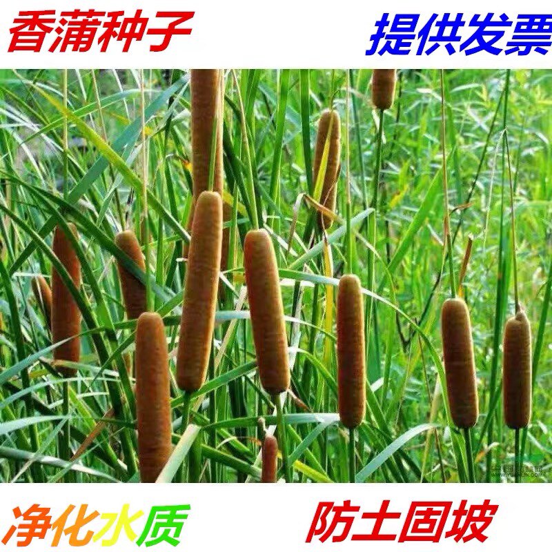 香蒲种子多年生挺水型植物种子东方香蒲苇草籽耐寒多年生宿根花种图片