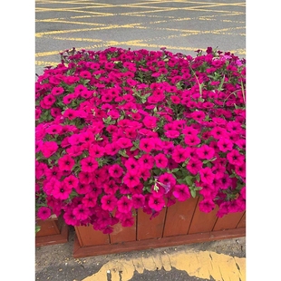 大花红色矮牵牛花种子庭院阳台垂吊矮牵牛花种子四季种花期长矮生