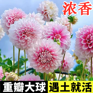 大丽花种球四季花卉盆栽室内外地栽大丽菊地瓜花重瓣球根花卉植物