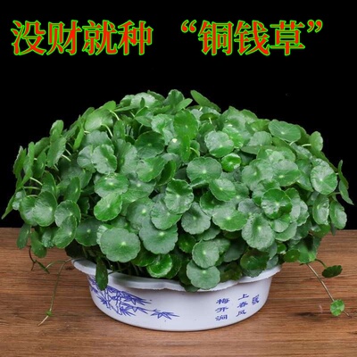 水培水养新鲜盆栽招财金钱草