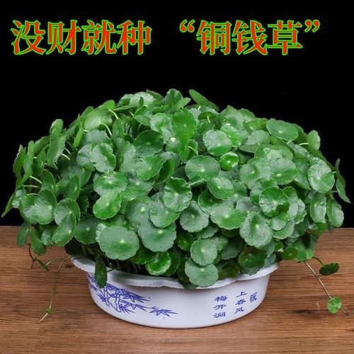 水培水养新鲜盆栽招财金钱草