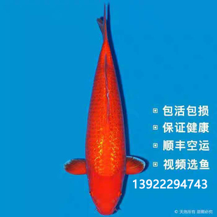 日本进口纯种丹顶锦鲤小鱼苗火鲤红松叶纯红银鳞观赏鱼淡水包邮