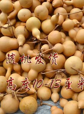 清仓处理特价亚腰小葫芦学生学校用瑕疵品天然葫芦高9-13厘米商用