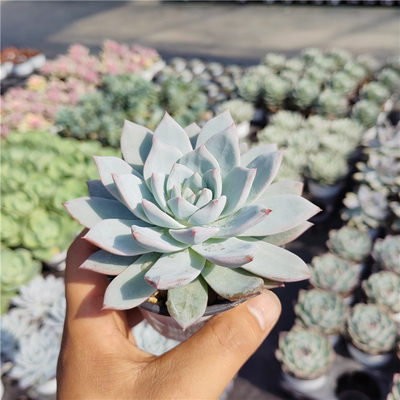 粉蓝鸟 多肉植物 云南精品 防辐射吸甲醛盆栽花卉新手组合阳台露