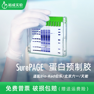 SDS SurePAGE蛋白预制胶 PAGE电泳凝胶板梯度胶 Genscript 金斯瑞