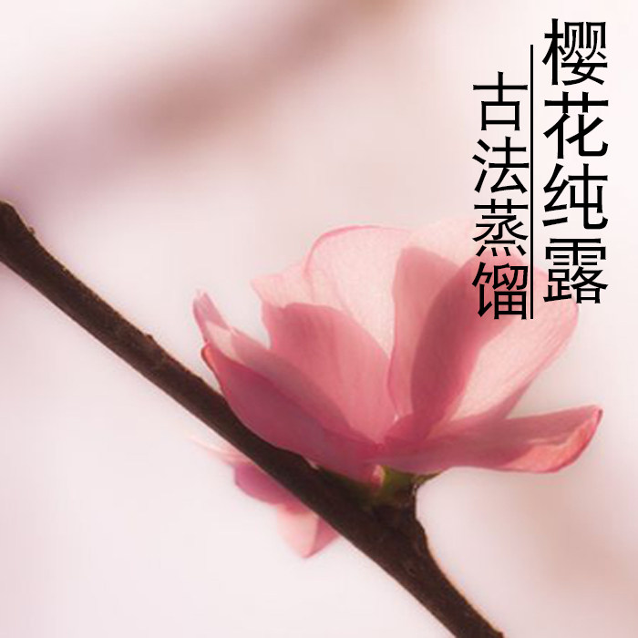 李季原创新鲜八重樱花纯露 鲜樱花古铜蒸馏蒸馏鲜花纯露250ML包邮
