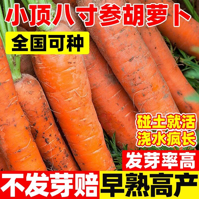 小顶八寸参胡萝卜种子四季高产早熟易活大田种植老品种胡萝卜种籽