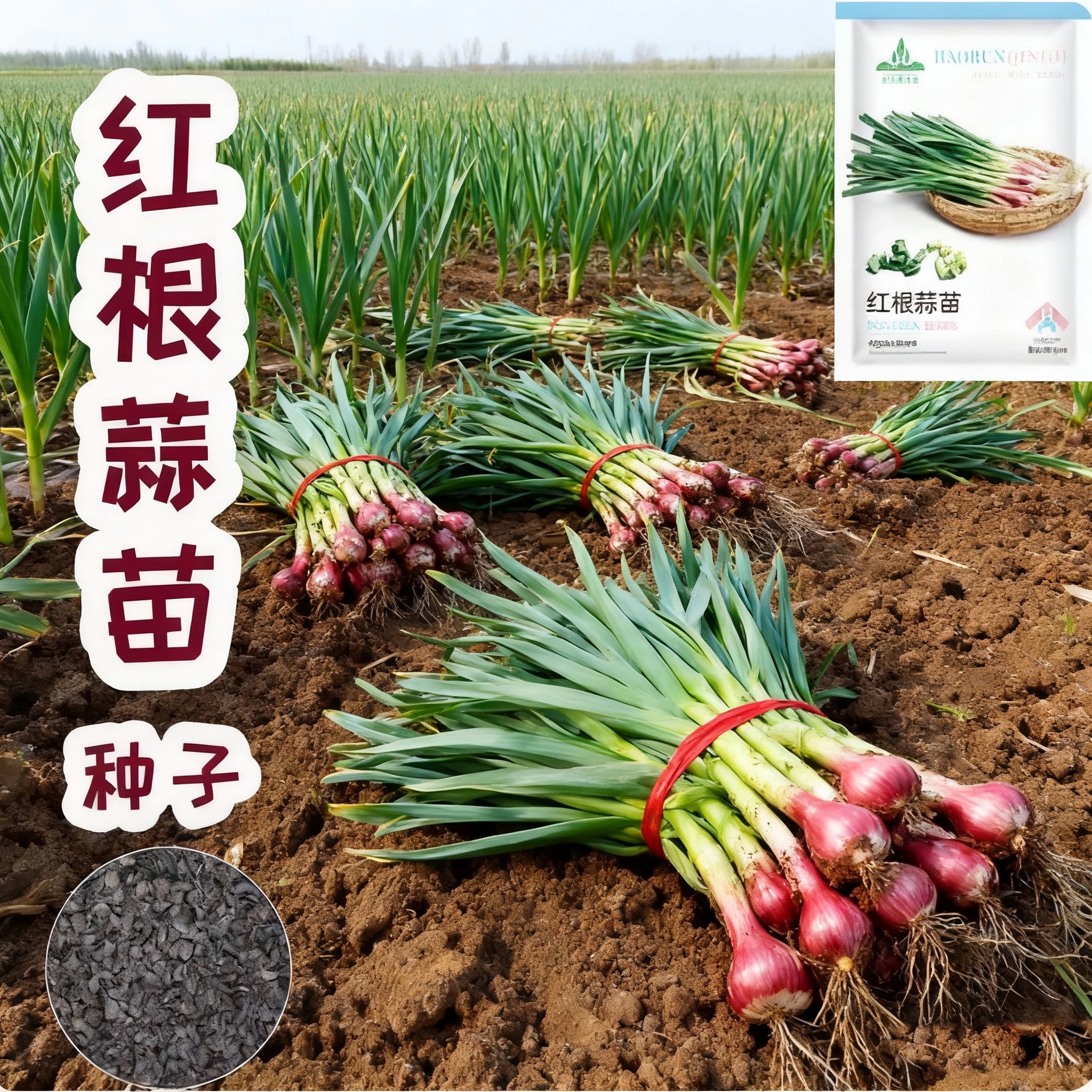 红根蒜苗种子一年四季三茬连续