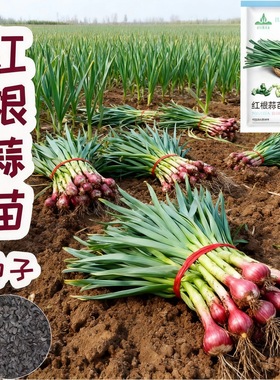 好润青红根蒜苗种子红根植香种蒜硬叶蒜苗可苗一年四季三茬连续