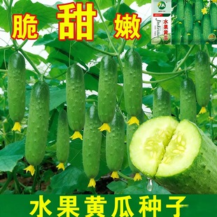 湘榆甜脆水果黄瓜种子皮薄可生吃旱黄瓜农家土黄瓜种籽蔬菜种子孑
