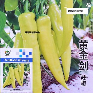 黄金剑辣椒种子中熟黄皮辣椒种子香辣大果形果肉厚黄绿发亮耐贮运