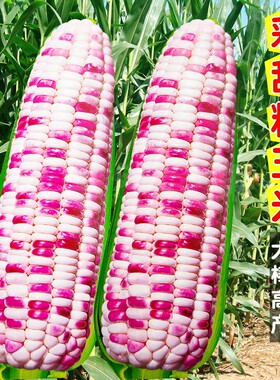 蔬菜籽五彩草莓高产糯玉米种子