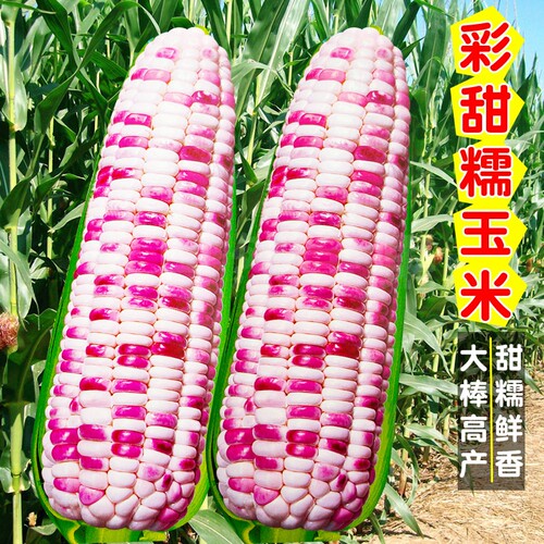 蔬菜籽五彩草莓高产糯玉米种子