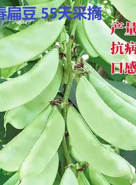 早春扁豆种子种籽四季豆角梅豆角青眉豆蔬菜梅豆孑架豆菜豆峨眉豆