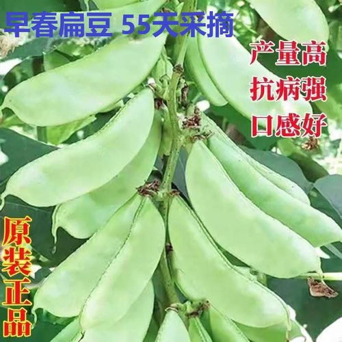 早春扁豆种子种籽四季豆角