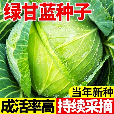 绿甘蓝种子高产四季播种家田园