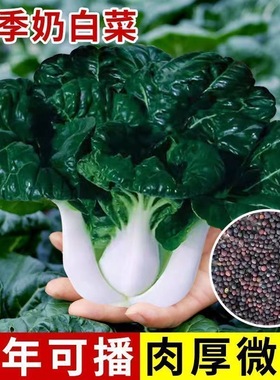 奶油白菜种子矮脚黑叶白菜油菜抗冻乌青菜春秋播四季蔬菜种籽孑子