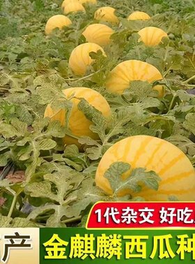农点赞黄皮黄瓤小西瓜种高产超甜