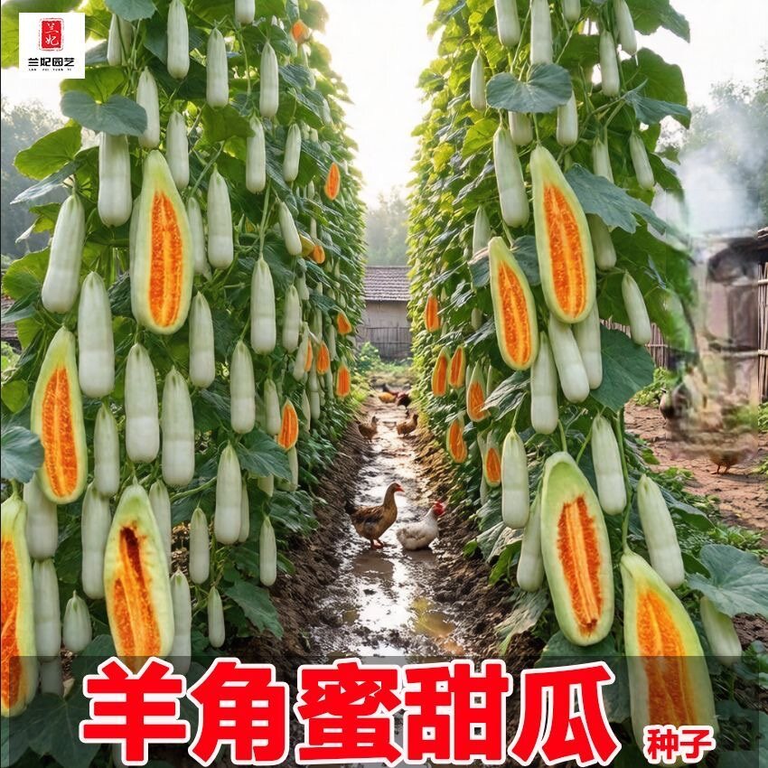 羊角蜜甜瓜种子正品羊角大果甜青皮薄皮甜瓜香瓜四季脆甜高产抗病