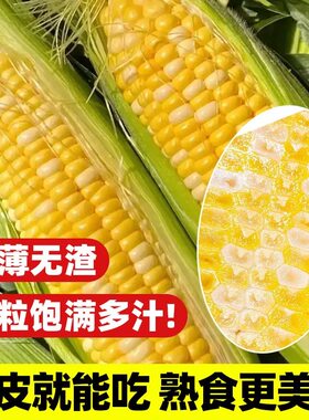 粤甜29号玉米种子超甜高产特大