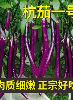 杭茄一号长茄种子苗特大线茄茄子阳台秧四季蔬菜种籽黑紫色秧苗孑