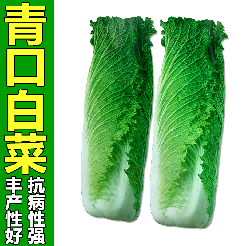 白菜种孑青口白菜籽竹筒白仔大青麻叶菜四季阳台农家菜园蔬菜种子