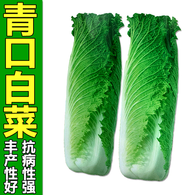 白菜种孑青口白菜籽仔大青麻叶