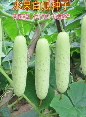 白黄瓜种子奶油黄瓜种子白皮水果黄瓜籽黄瓜本地白黄瓜白色小黄瓜