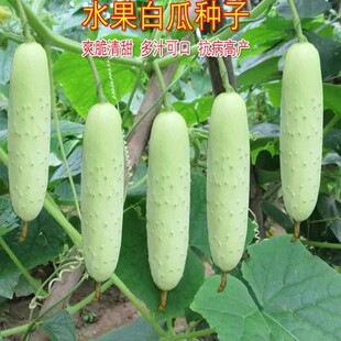 白黄瓜种子奶油黄瓜种子白皮水果黄瓜籽黄瓜本地白黄瓜白色小黄瓜