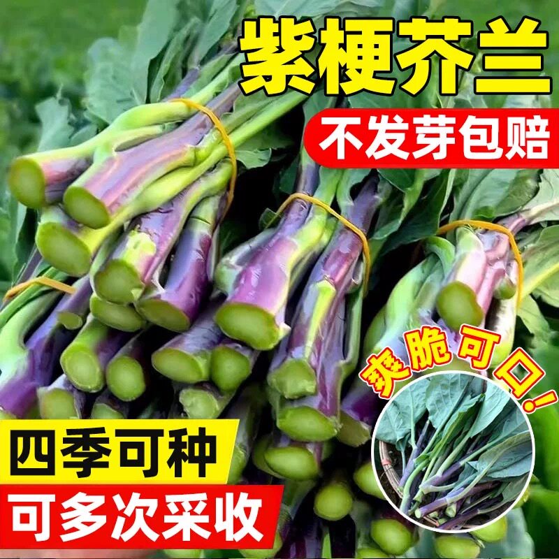 紫梗芥兰菜种子红根芥蓝菜红杆甜芥蓝春秋四季盆栽青菜蔬菜种子籽