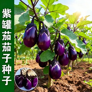 紫罐茄子种子特大牛心茄蔬菜种孑农家盆栽高产春秋季四季菜瓜种籽
