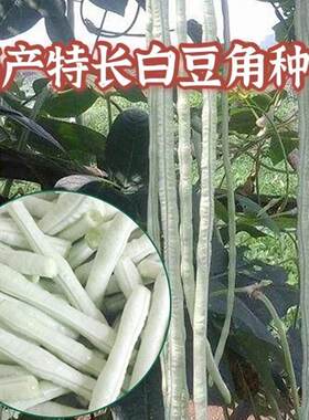 特长豆角种子白玉高产四季