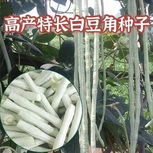 特长白豆角种子白玉缸豆种大肉高产籽耐热易种易活农田四季蔬菜种