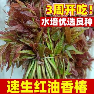 速生红油香椿种子香椿树种子水培芽菜种子高产四季庭院蔬菜种籽