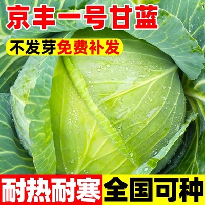 京丰一号甘蓝种高产秋播阳台抗病