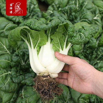 奶白菜优质种四季奶油青菜阳台秋冬季盆栽籽种蔬菜农家蔬菜籽