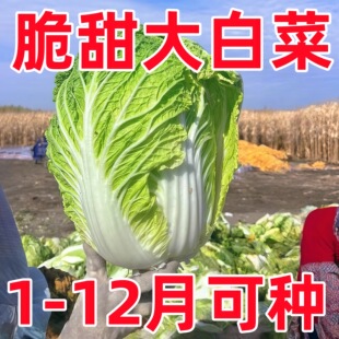 白菜种子秋冬季黄心奶油大老品种好吃四季冬天不怕冻的菜种籽大全