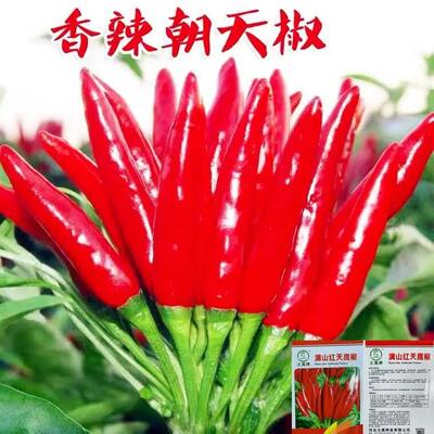 朝天椒种子秧苗小米辣种