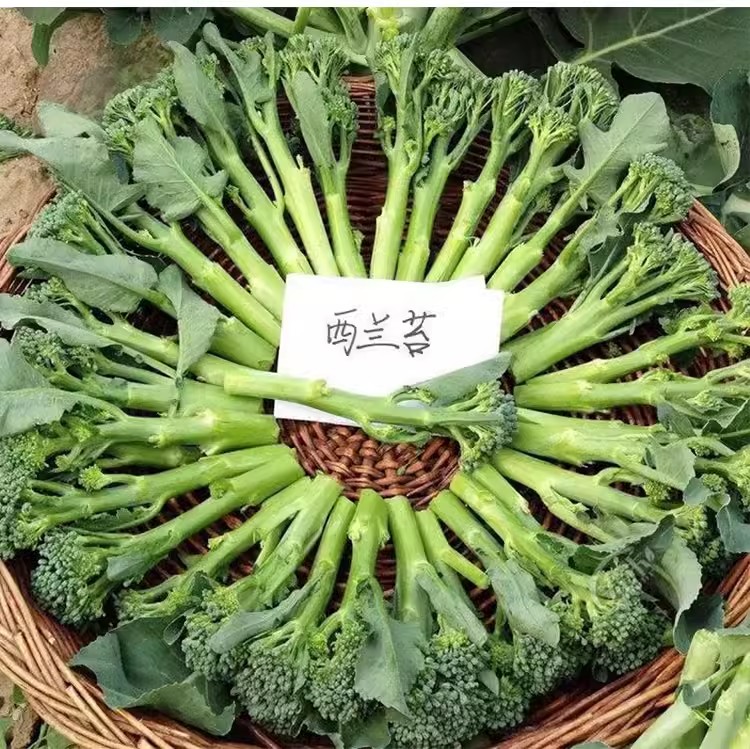 盈科西兰苔种子高产抗病多次采收图片