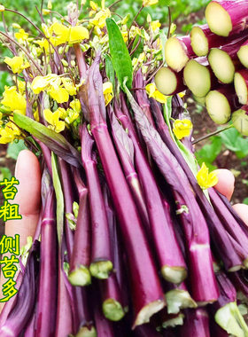 蔬菜四季阳台盆栽种孑红菜苔