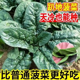 趴地菠菜种籽黑圆叶肉厚油亮菠菜种抗病高产耐热耐寒四季蔬菜种子
