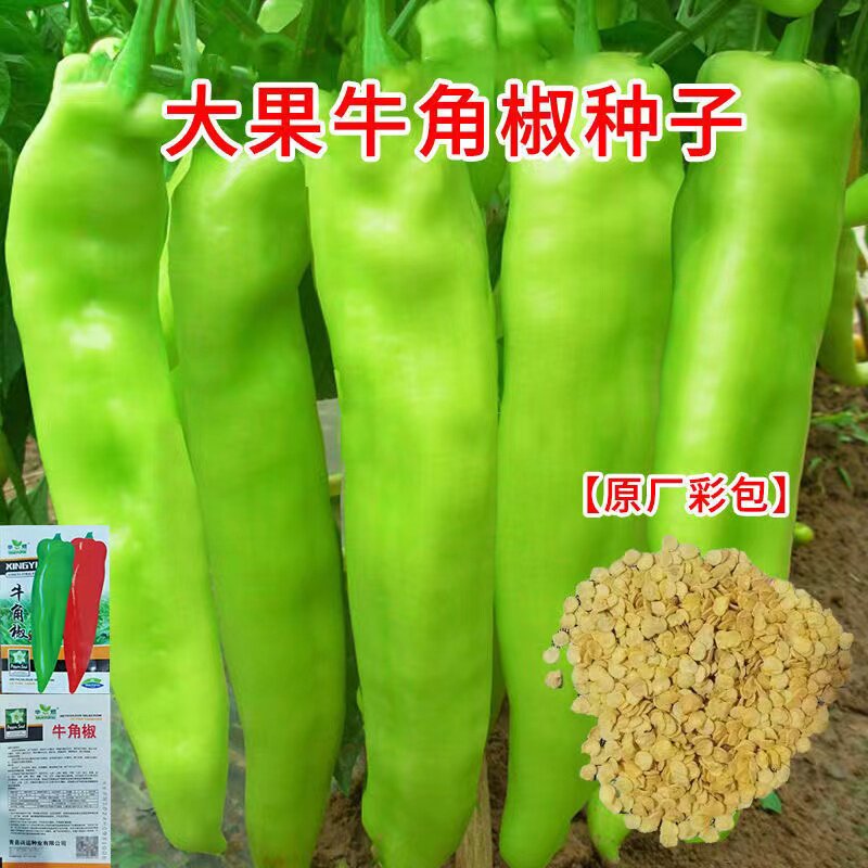 【原装高产】特大牛角椒种子辣椒种籽肉厚青椒种子阳台菜园蔬菜籽