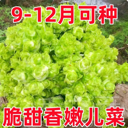 儿菜种子抱子芥菜春秋季早熟易种